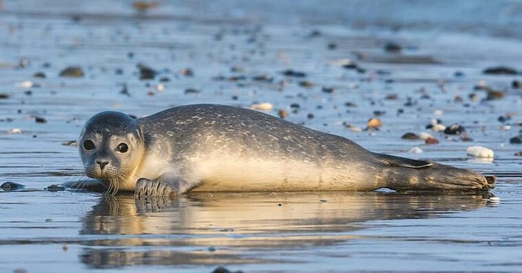 В Дагестане снова обнаружили множество мертвых тюленей