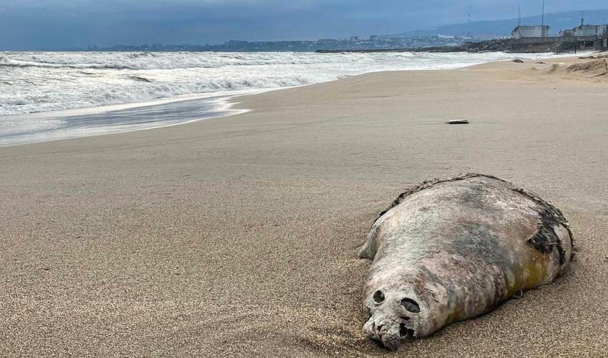 Установлена причина массовой гибели каспийских тюленей 