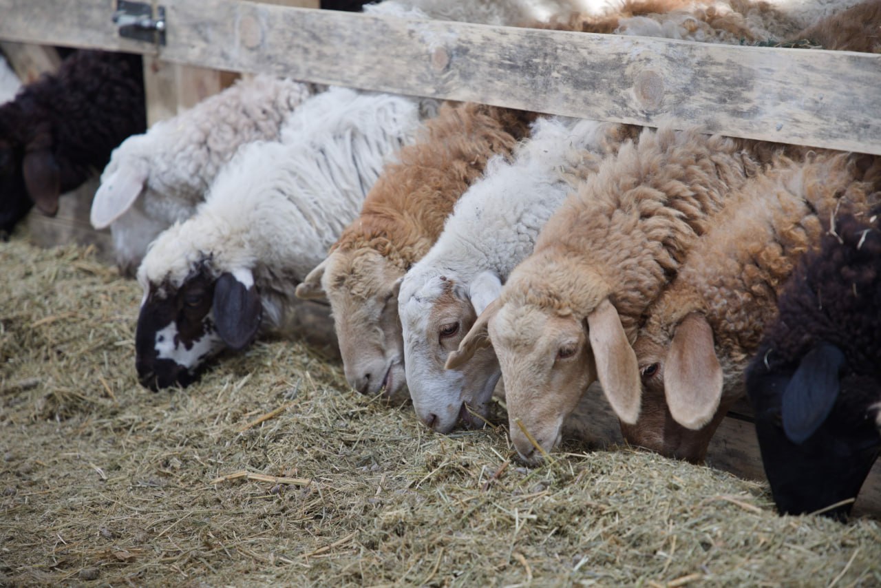 На Северном Кавказе выросло производство баранины