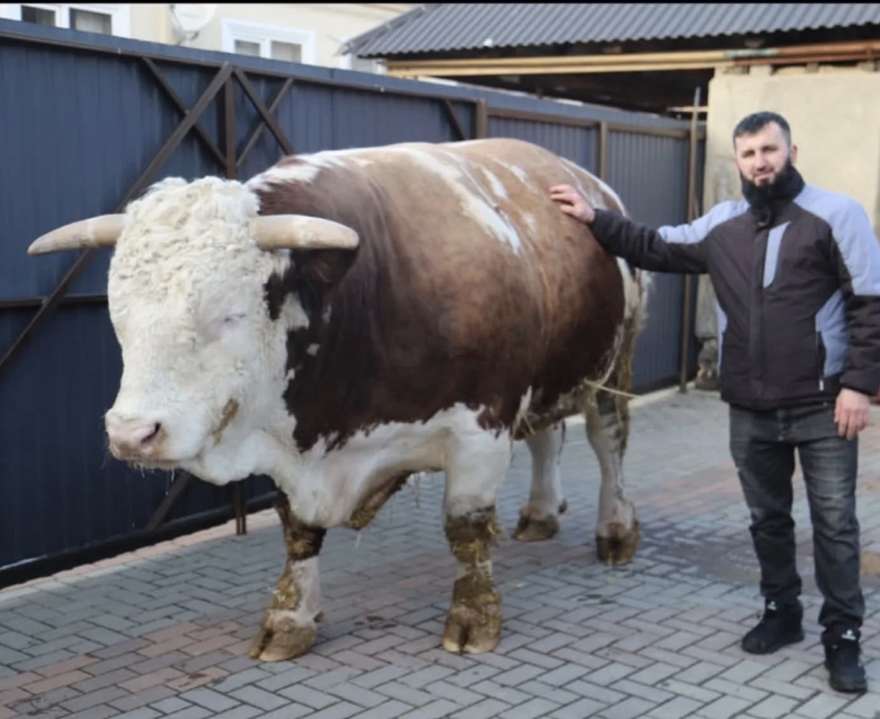 Житель чеченского села вырастил бычка-рекордсмена весом почти 1,9 тонны