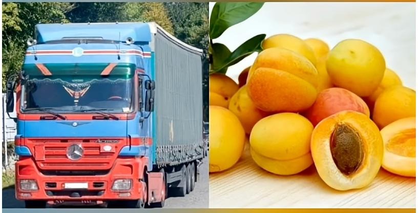 Испортились абрикосы, которых не было: власти Армении опровергли публикации об экспорте в Испанию