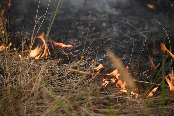 In the Rostov Region, a nighttime drone attack caused forest and wildfires