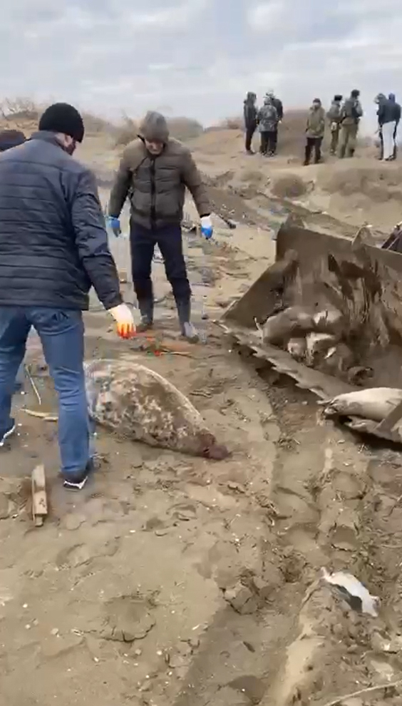 Тюлени в Дагестане могли погибнуть из-за птичьего гриппа. 