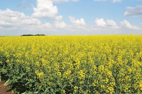 Kadyrov-linked company exports rapeseed from Ukraine
