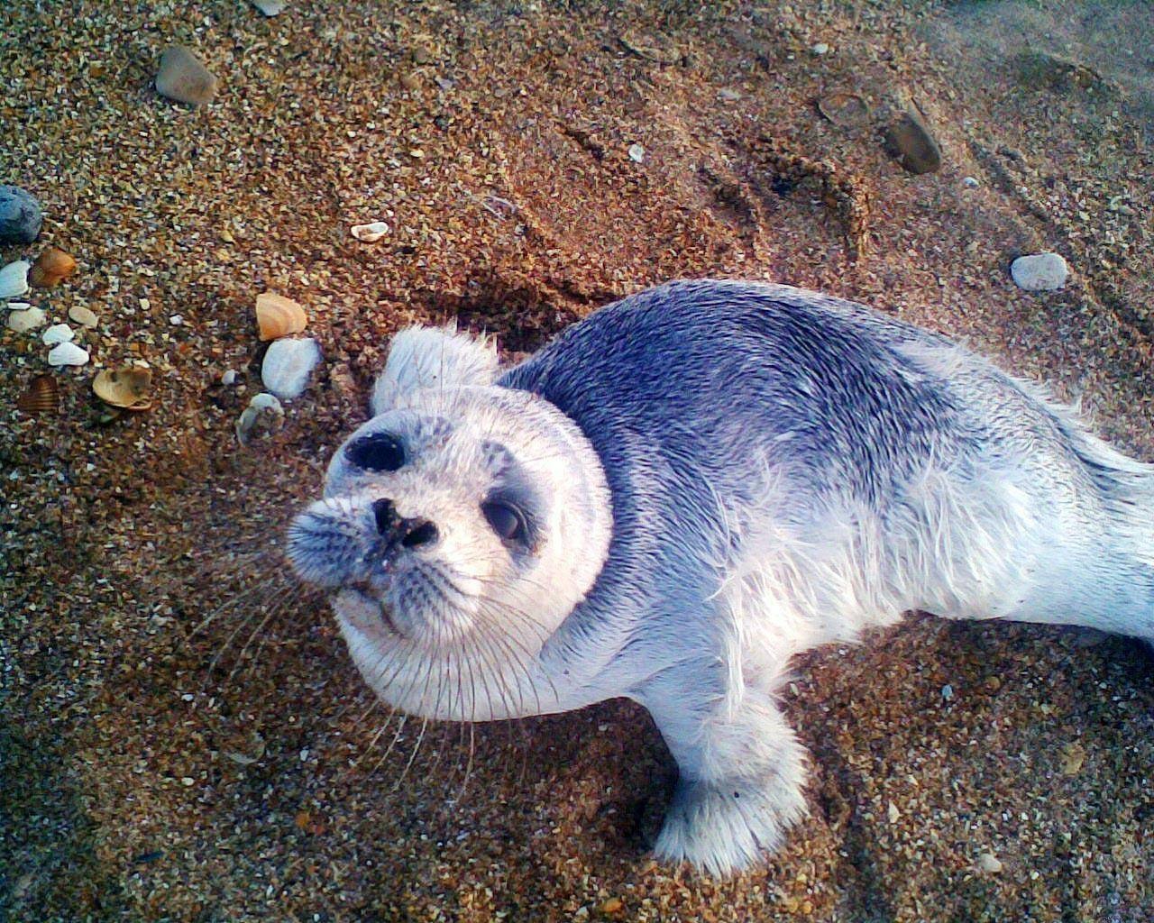 Мертвые тюлени снова появились в Дагестане на берегу Каспия.