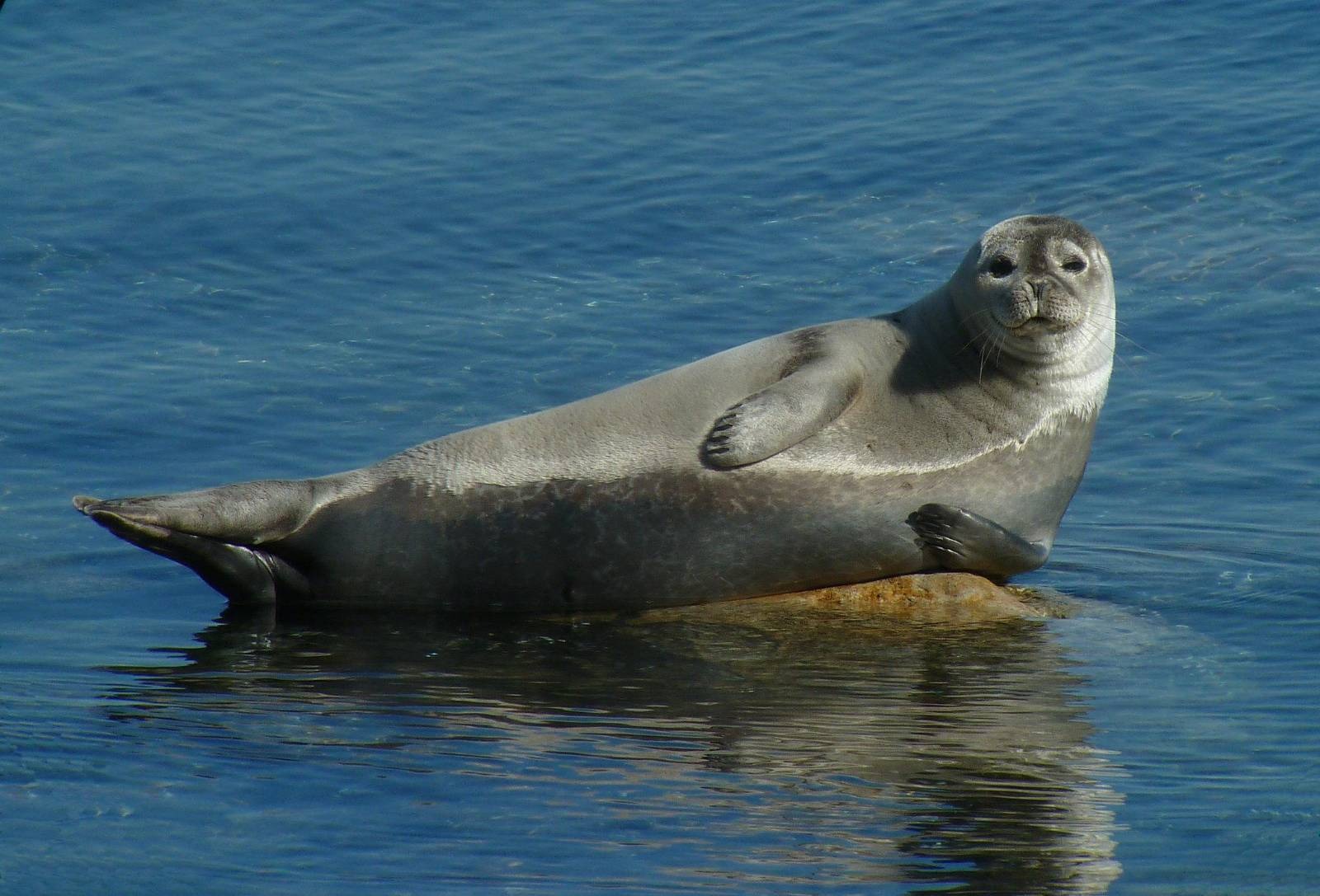 In Dagestan, a critical situation with the Caspian seal population was announced